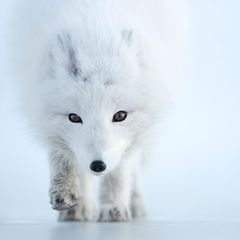 Unbeirrt von der Kälte flaniert der Polarfuchs durch das arktische Weiß. An Minusgrade ist der Beutegreifer perfekt angepasst: Sein Körper ist kompakt gebaut, Schnauze und Ohren kurz – das vermindert die Oberfläche, über die er Wärme verliert. Obendrein frisst sich der Fuchs eine isolierende Speckschicht an. Und: Ihm wächst das wärmste Fell aller Landsäuger – es lässt ihn Temperaturen von mehr als 70 Grad unter null überstehen