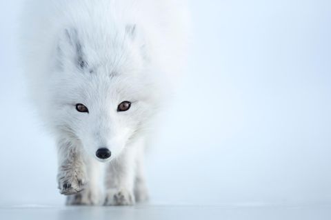 Unbeirrt von der Kälte flaniert der Polarfuchs durch das arktische Weiß. An Minusgrade ist der Beutegreifer perfekt angepasst: Sein Körper ist kompakt gebaut, Schnauze und Ohren kurz – das vermindert die Oberfläche, über die er Wärme verliert. Obendrein frisst sich der Fuchs eine isolierende Speckschicht an. Und: Ihm wächst das wärmste Fell aller Landsäuger – es lässt ihn Temperaturen von mehr als 70 Grad unter null überstehen