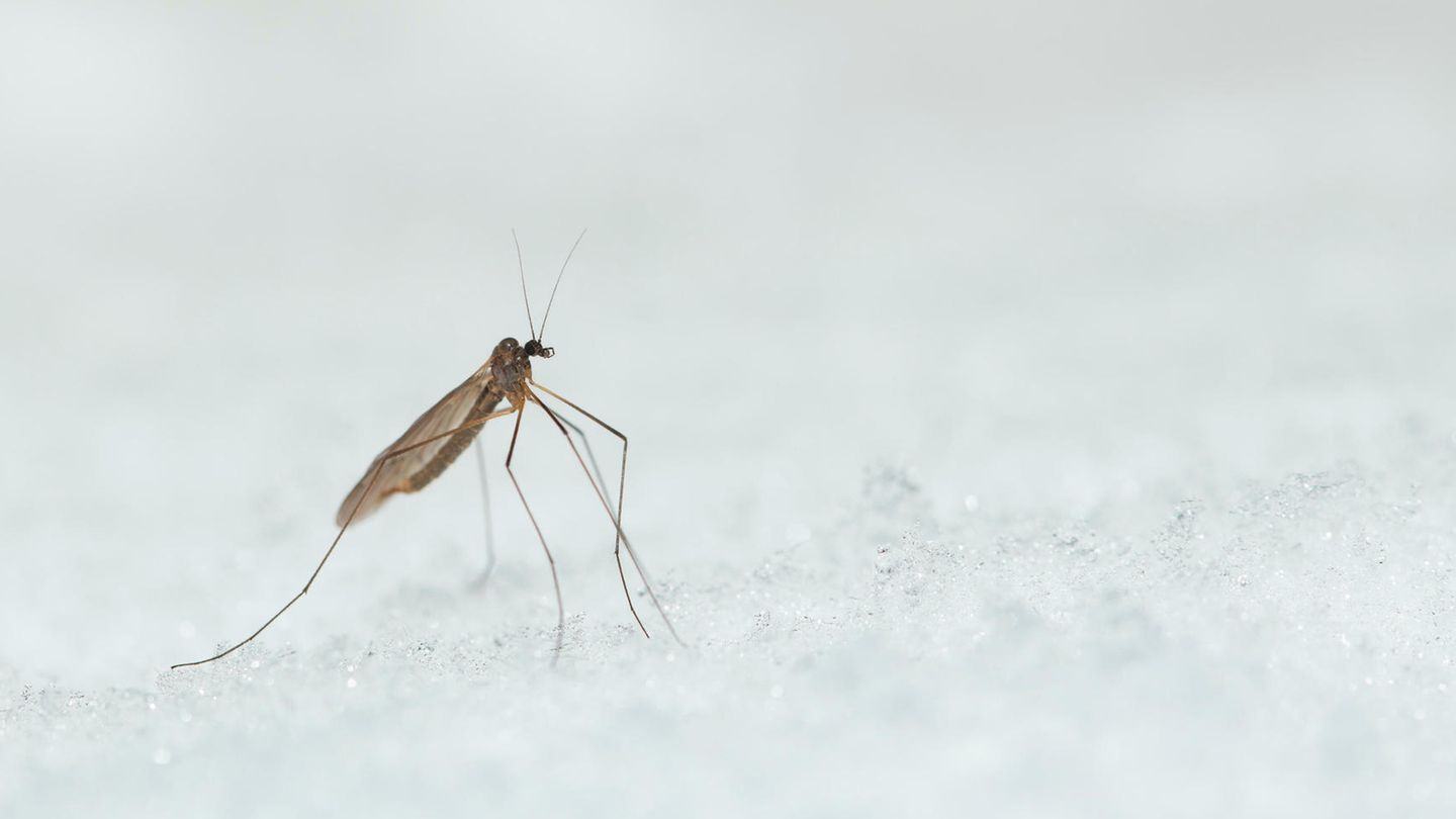 Selbst in den kühlen Monaten schwirren Mücken umher: Wintermücken. Die zierlichen Insekten, von denen mehr als ein Dutzend Spezies in Deutschland leben, sind durch spezielle Stoffe in ihren Zellen vor dem Erfrieren geschützt und noch bei knapp über Null Grad Celsius aktiv. Die Strategie geht auf: Zwar sind im Winter weniger Ressourcen zu finden, doch auch die Konkurrenz durch andere Insekten ist rar