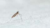 Selbst in den kühlen Monaten schwirren Mücken umher: Wintermücken. Die zierlichen Insekten, von denen mehr als ein Dutzend Spezies in Deutschland leben, sind durch spezielle Stoffe in ihren Zellen vor dem Erfrieren geschützt und noch bei knapp über Null Grad Celsius aktiv. Die Strategie geht auf: Zwar sind im Winter weniger Ressourcen zu finden, doch auch die Konkurrenz durch andere Insekten ist rar