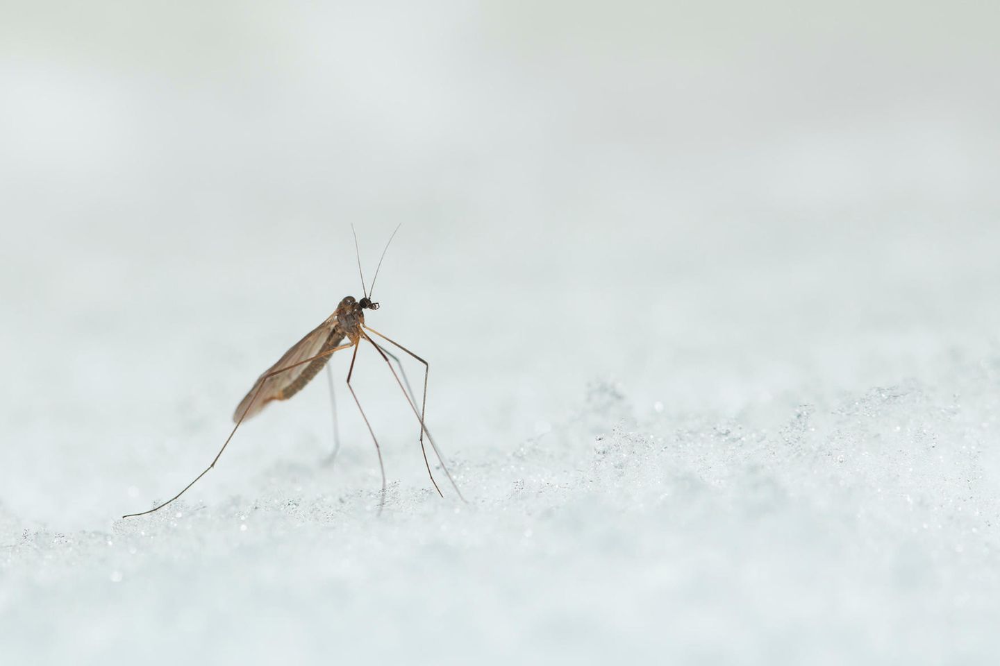Keine Konkurrenz in Sicht Selbst in den kühlen Monaten schwirren Mücken umher: Wintermücken. Die zierlichen Insekten, von denen mehr als ein Dutzend Spezies in Deutschland leben, sind durch spezielle Stoffe in ihren Zellen vor dem Erfrieren geschützt und noch bei knapp über Null Grad Celsius aktiv. Die Strategie geht auf: Zwar sind im Winter weniger Ressourcen zu finden, doch auch die Konkurrenz durch andere Insekten ist rar