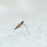 Selbst in den kühlen Monaten schwirren Mücken umher: Wintermücken. Die zierlichen Insekten, von denen mehr als ein Dutzend Spezies in Deutschland leben, sind durch spezielle Stoffe in ihren Zellen vor dem Erfrieren geschützt und noch bei knapp über Null Grad Celsius aktiv. Die Strategie geht auf: Zwar sind im Winter weniger Ressourcen zu finden, doch auch die Konkurrenz durch andere Insekten ist rar