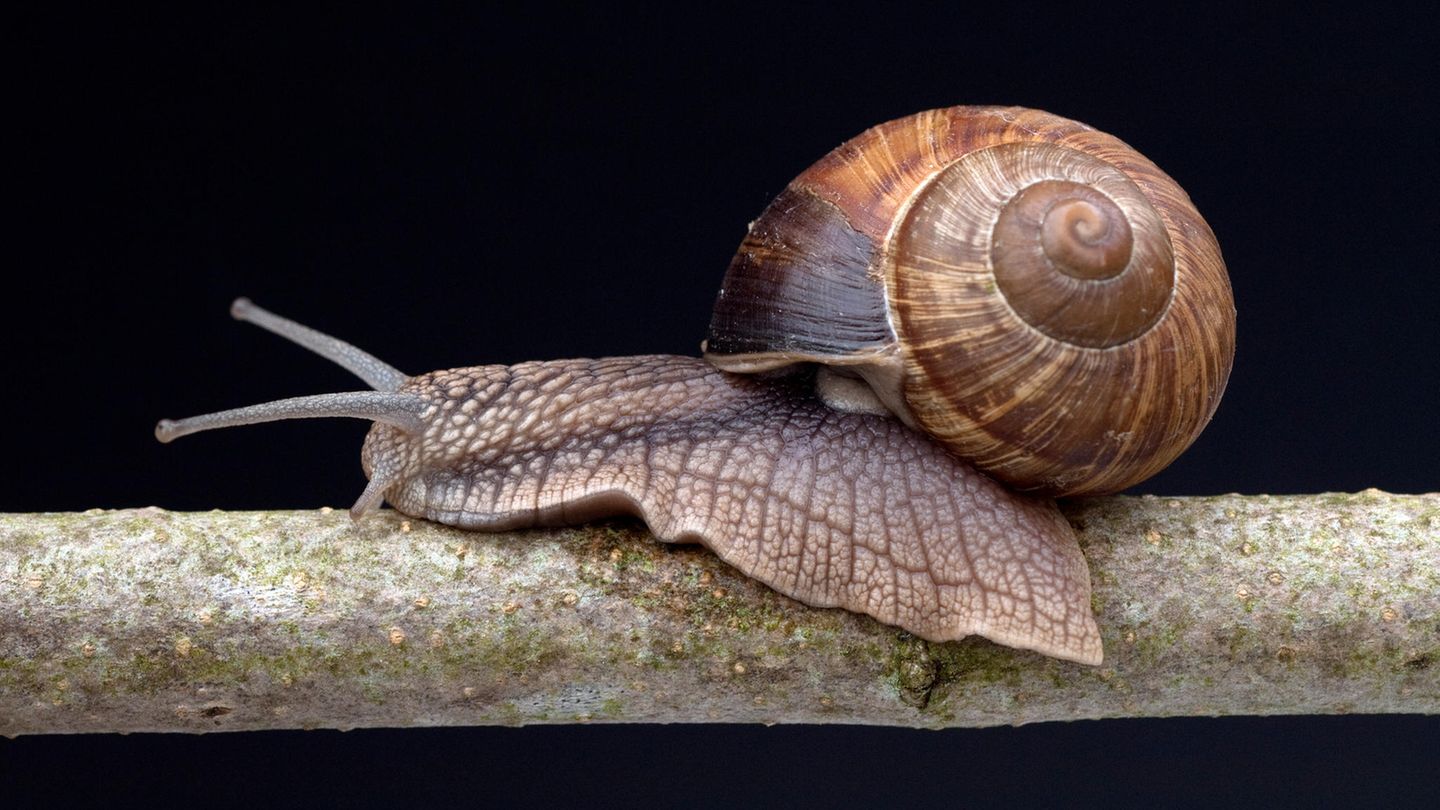 Sobald die Temperaturen im Herbst sinken, verkriecht sich die Weinbergschnecke in ein Erdloch, zieht sich in ihr Häuschen zurück – und verschließt den Eingang mit einem Deckel aus Kalk. So ist sie vor Feinden, Frost und Austrocknung geschützt, fällt in eine Starre. Und schaut erst wieder mit der Frühlingssonne in die Welt hinaus