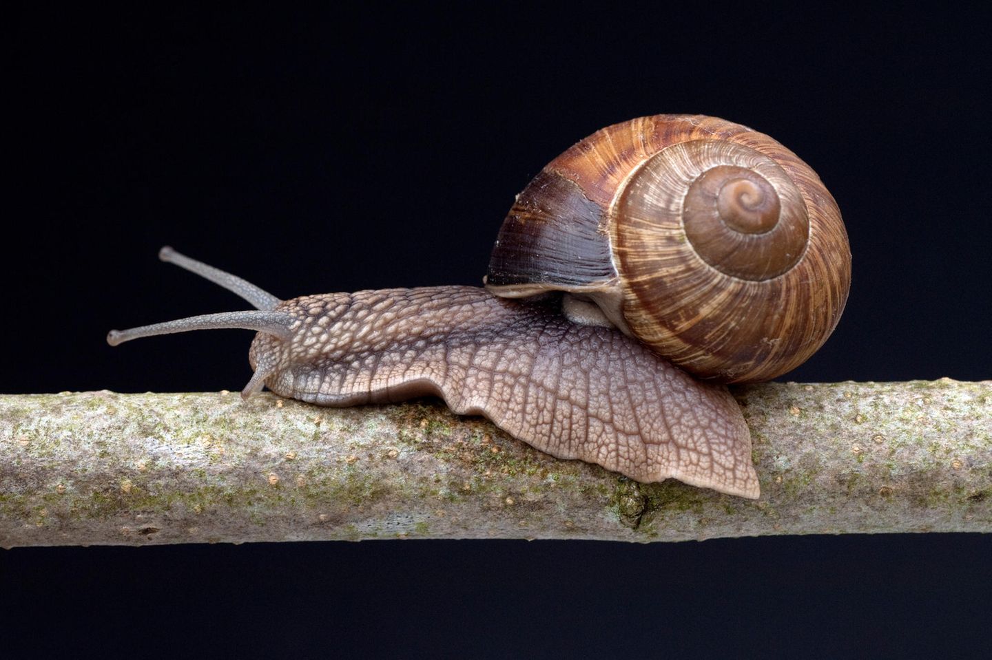 Sobald die Temperaturen im Herbst sinken, verkriecht sich die Weinbergschnecke in ein Erdloch, zieht sich in ihr Häuschen zurück – und verschließt den Eingang mit einem Deckel aus Kalk. So ist sie vor Feinden, Frost und Austrocknung geschützt, fällt in eine Starre. Und schaut erst wieder mit der Frühlingssonne in die Welt hinaus