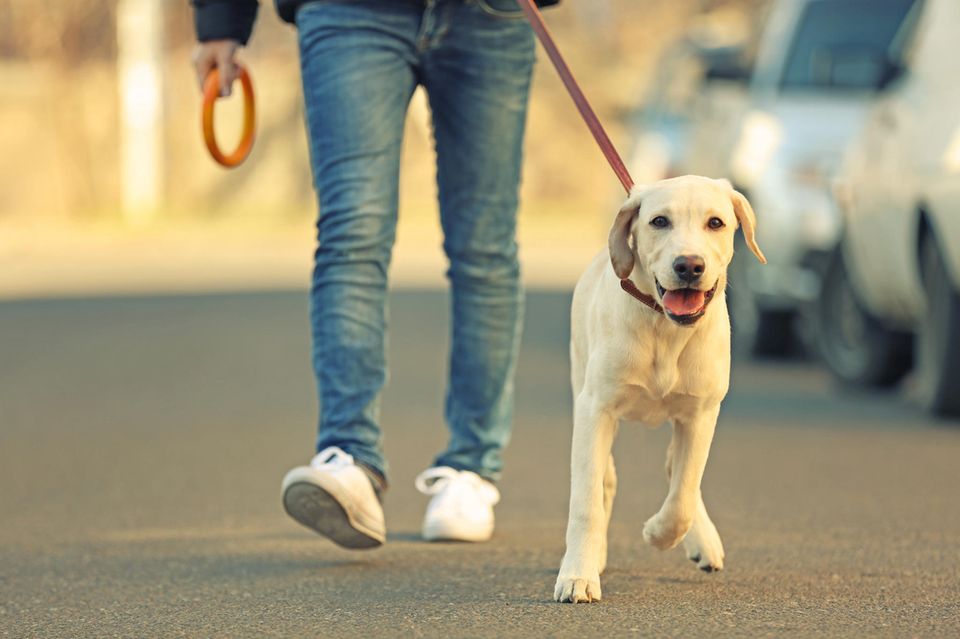 Labrador geht an der Leine mit seinem Besitzer in der Stadt spazieren.  1.5004