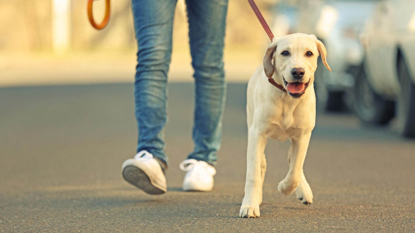 Labrador geht an der Leine mit seinem Besitzer in der Stadt spazieren.