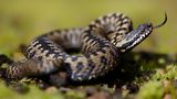 Zum "Reptil des Jahres 2024" erkor die Deutsche Gesellschaft für Herpetologie und Terrarienkunde (DHGT) die Kreuzotter. Zu Unrecht im Ruf eines gefährlichen Gifttieres (seit 1960 starb in Deutschland nur ein Mensch an den Folgen eines Kreuzotter-Bisses), gelten die Reptilien in Deutschland wegen der Zerstörung ihres Lebensraumes mittlerweile als "stark bedroht". Kreuzottern sind farblich sehr vielgestaltig; es gibt auch komplett schwarze Exemplare. Das Weibchen auf diesem Foto zeigt das namengebende Kreuzmuster auf dem Rücken