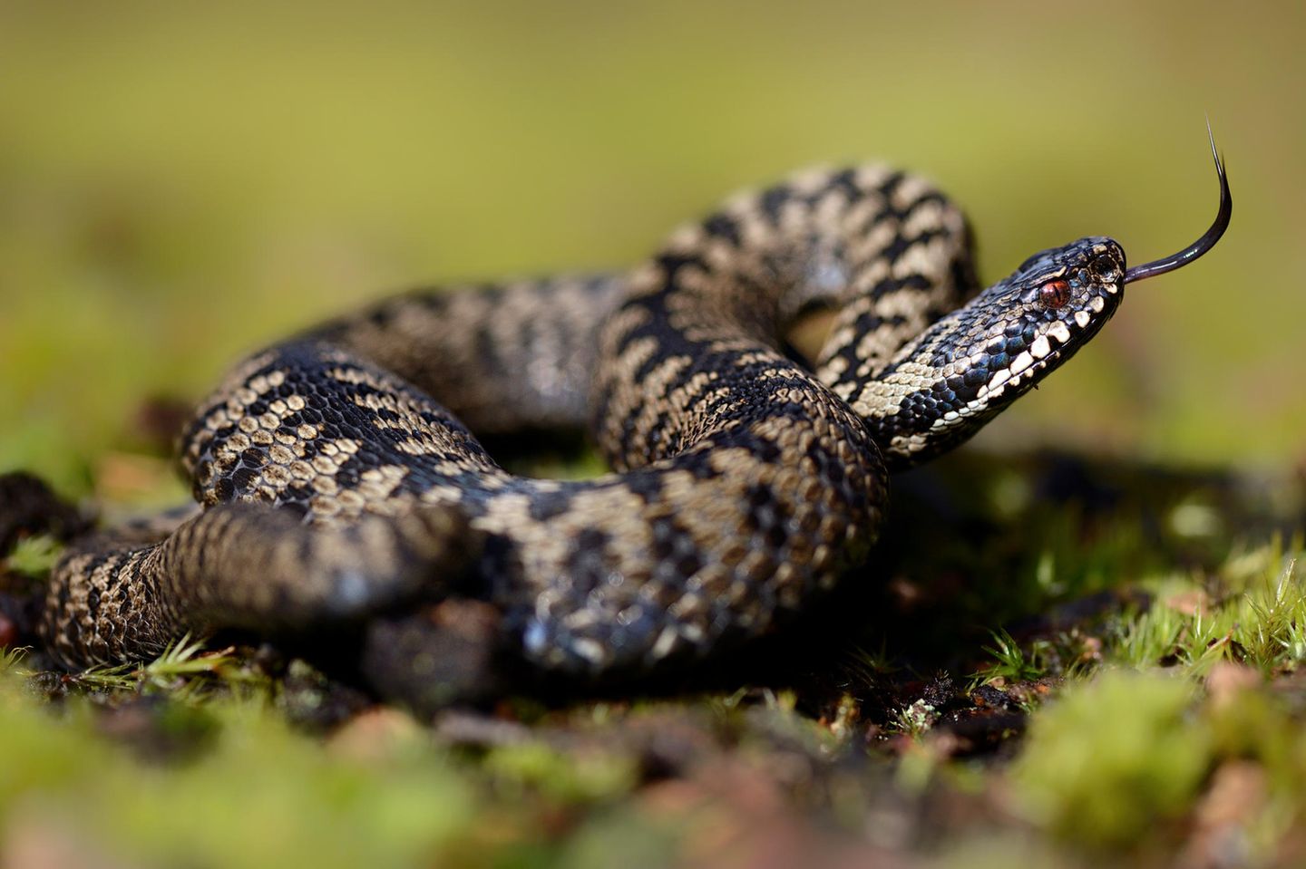 Reptil des Jahres: Kreuzotter Zum "Reptil des Jahres 2024" erkor die Deutsche Gesellschaft für Herpetologie und Terrarienkunde (DHGT) die Kreuzotter. Zu Unrecht im Ruf eines gefährlichen Gifttieres (seit 1960 starb in Deutschland nur ein Mensch an den Folgen eines Kreuzotter-Bisses), gelten die Reptilien in Deutschland wegen der Zerstörung ihres Lebensraumes mittlerweile als "stark bedroht". Kreuzottern sind farblich sehr vielgestaltig; es gibt auch komplett schwarze Exemplare. Das Weibchen auf diesem Foto zeigt das namengebende Kreuzmuster auf dem Rücken