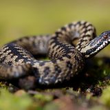 Zum "Reptil des Jahres 2024" erkor die Deutsche Gesellschaft für Herpetologie und Terrarienkunde (DHGT) die Kreuzotter. Zu Unrecht im Ruf eines gefährlichen Gifttieres (seit 1960 starb in Deutschland nur ein Mensch an den Folgen eines Kreuzotter-Bisses), gelten die Reptilien in Deutschland wegen der Zerstörung ihres Lebensraumes mittlerweile als "stark bedroht". Kreuzottern sind farblich sehr vielgestaltig; es gibt auch komplett schwarze Exemplare. Das Weibchen auf diesem Foto zeigt das namengebende Kreuzmuster auf dem Rücken