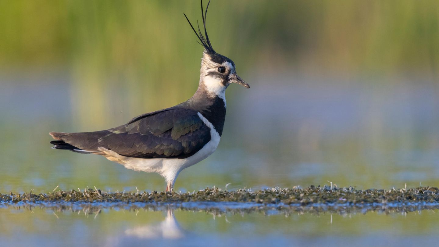 Vogel des Jahres: Kiebitz Schon seit mehr als 50 Jahren küren NABU und LBV (Landesbund für Vogel- und Naturschutz in Bayern) den "Vogel des Jahres" – inzwischen in einer öffentlichen Abstimmung. Den Titel trägt im Jahr 2024 – mit mehr als 33.000 von fast 120.000 Stimmen – der Kiebitz. Der charismatische Wiesenbrüter ist in Deutschland stark gefährdet