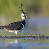 Schon seit mehr als 50 Jahren küren NABU und LBV (Landesbund für Vogel- und Naturschutz in Bayern) den "Vogel des Jahres" – inzwischen in einer öffentlichen Abstimmung. Den Titel trägt im Jahr 2024 – mit mehr als 33.000 von fast 120.000 Stimmen – der Kiebitz. Der charismatische Wiesenbrüter ist in Deutschland stark gefährdet