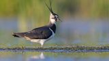 Schon seit mehr als 50 Jahren küren NABU und LBV (Landesbund für Vogel- und Naturschutz in Bayern) den "Vogel des Jahres" – inzwischen in einer öffentlichen Abstimmung. Den Titel trägt im Jahr 2024 – mit mehr als 33.000 von fast 120.000 Stimmen – der Kiebitz. Der charismatische Wiesenbrüter ist in Deutschland stark gefährdet
