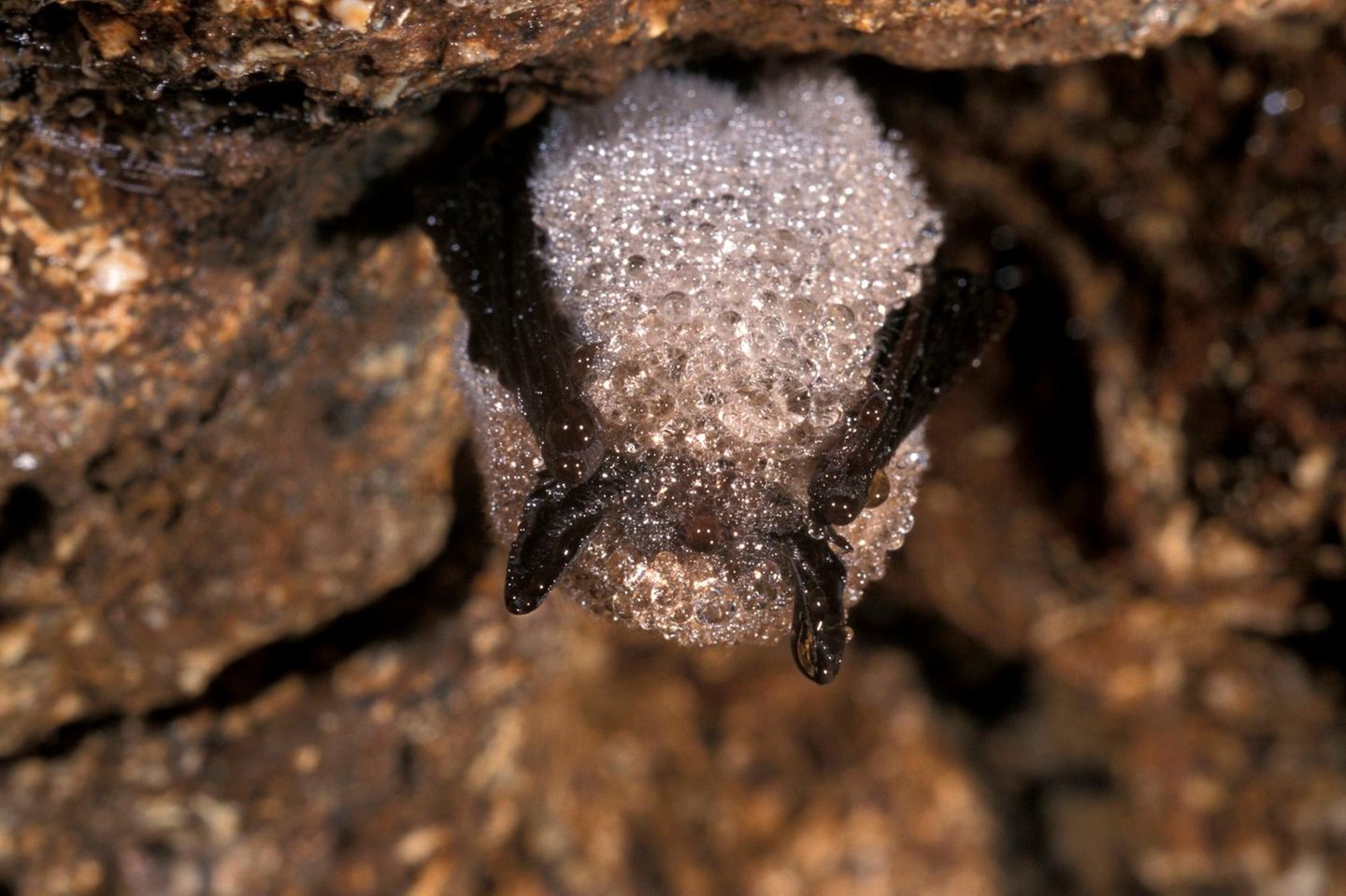 Frostiger Umhang Die insektenarme Zeit überdauern Fledermäuse – nicht selten kopfüber von einer Höhlendecke hängend – im Winterschlaf: Dafür senken sie ihre Körpertemperatur auf bis zu drei Grad Celsius und verringern ihren Herzschlag um das mehr als das Dreißigfache. Mitunter sind die Säuger (hier eine Kleine Bartfledermaus) von einer glitzernden Schicht aus gefrorenem Tau bedeckt