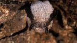 Die insektenarme Zeit überdauern Fledermäuse – nicht selten kopfüber von einer Höhlendecke hängend – im Winterschlaf: Dafür senken sie ihre Körpertemperatur auf bis zu drei Grad Celsius und verringern ihren Herzschlag um das mehr als das Dreißigfache. Mitunter sind die Säuger (hier eine Kleine Bartfledermaus) von einer glitzernden Schicht aus gefrorenem Tau bedeckt