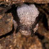 Die insektenarme Zeit überdauern Fledermäuse – nicht selten kopfüber von einer Höhlendecke hängend – im Winterschlaf: Dafür senken sie ihre Körpertemperatur auf bis zu drei Grad Celsius und verringern ihren Herzschlag um das mehr als das Dreißigfache. Mitunter sind die Säuger (hier eine Kleine Bartfledermaus) von einer glitzernden Schicht aus gefrorenem Tau bedeckt