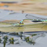 Der ursprüngliche Lebensraum der Mond-Azurjungfer sind naturnahe Kleingewässer mit Wasserpflanzen vor allem in Mooren. Doch die sind zuletzt deutlich geschwunden: Lange Dürrezeiten sorgen dafür, dass die Gewässer immer häufiger austrocken. Von den rund 80 heimischen Libellenarten stehen 48 auf der Roten Liste gefährdeter Insekten – darunter auch die Mond-Azurjungfer. Mit ihrer Wahl zur "Libelle des Jahres 2024" wollen die Gesellschaft deutschsprachiger Odonatologen (Libellenkundler) und der BUND auf ihre Bedrohung hinweisen