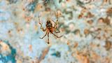 Die Gefleckte Höhlenspinne lebt in Höhlen und Bergwerkstollen und ist in ganz Europa bis in die Türkei verbreitet und häufig. Auch wenn die meisten Menschen nie ein Exemplar zu Gesicht bekommen werden, ist die Spezies laut Roter Liste in Deutschland nicht gefährdet. Mit der Wahl zur "Spinne des Jahres 2024" soll die gute Zusammenarbeit zwischen Höhlen- und Spinnenforschenden gefördert werden