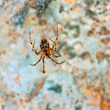 Die Gefleckte Höhlenspinne lebt in Höhlen und Bergwerkstollen und ist in ganz Europa bis in die Türkei verbreitet und häufig. Auch wenn die meisten Menschen nie ein Exemplar zu Gesicht bekommen werden, ist die Spezies laut Roter Liste in Deutschland nicht gefährdet. Mit der Wahl zur "Spinne des Jahres 2024" soll die gute Zusammenarbeit zwischen Höhlen- und Spinnenforschenden gefördert werden