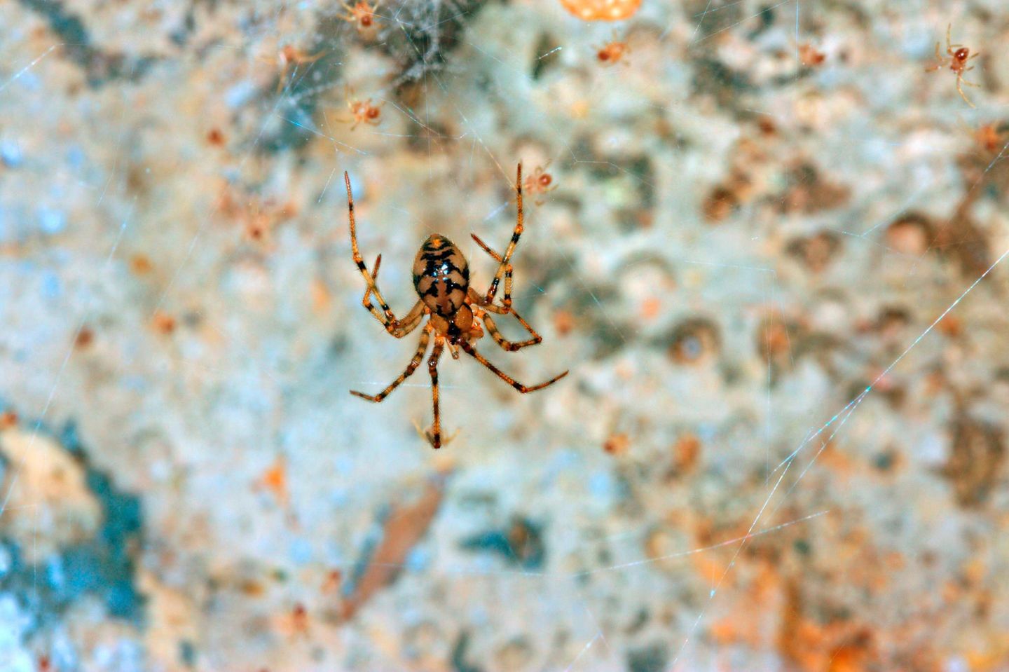 Spinne des Jahres: Gefleckte Höhlenspinne Die Gefleckte Höhlenspinne lebt in Höhlen und Bergwerkstollen und ist in ganz Europa bis in die Türkei verbreitet und häufig. Auch wenn die meisten Menschen nie ein Exemplar zu Gesicht bekommen werden, ist die Spezies laut Roter Liste in Deutschland nicht gefährdet. Mit der Wahl zur "Spinne des Jahres 2024" soll die gute Zusammenarbeit zwischen Höhlen- und Spinnenforschenden gefördert werden