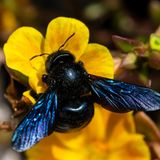 Die Blauschwarze Holzbiene wird wegen ihrer Größe von fast drei Zentimetern oft für eine Hummel gehalten. Sie brummt zwar respekteinflößend, ist aber ausgesprochen friedfertig. Besonders auffällig sind ihre blau schillernden Flügel und der metallisch-schwarz glänzende Panzer. Die "Wildbiene des Jahres" wählt der Arbeitskreis Wildbienen-Kataster Baden-Württemberg, eine Sektion des Entomologischen Vereins Stuttgart 1869 e.V. am Naturkundemuseum Stuttgart, unterstützt vom NABU Baden-Württemberg