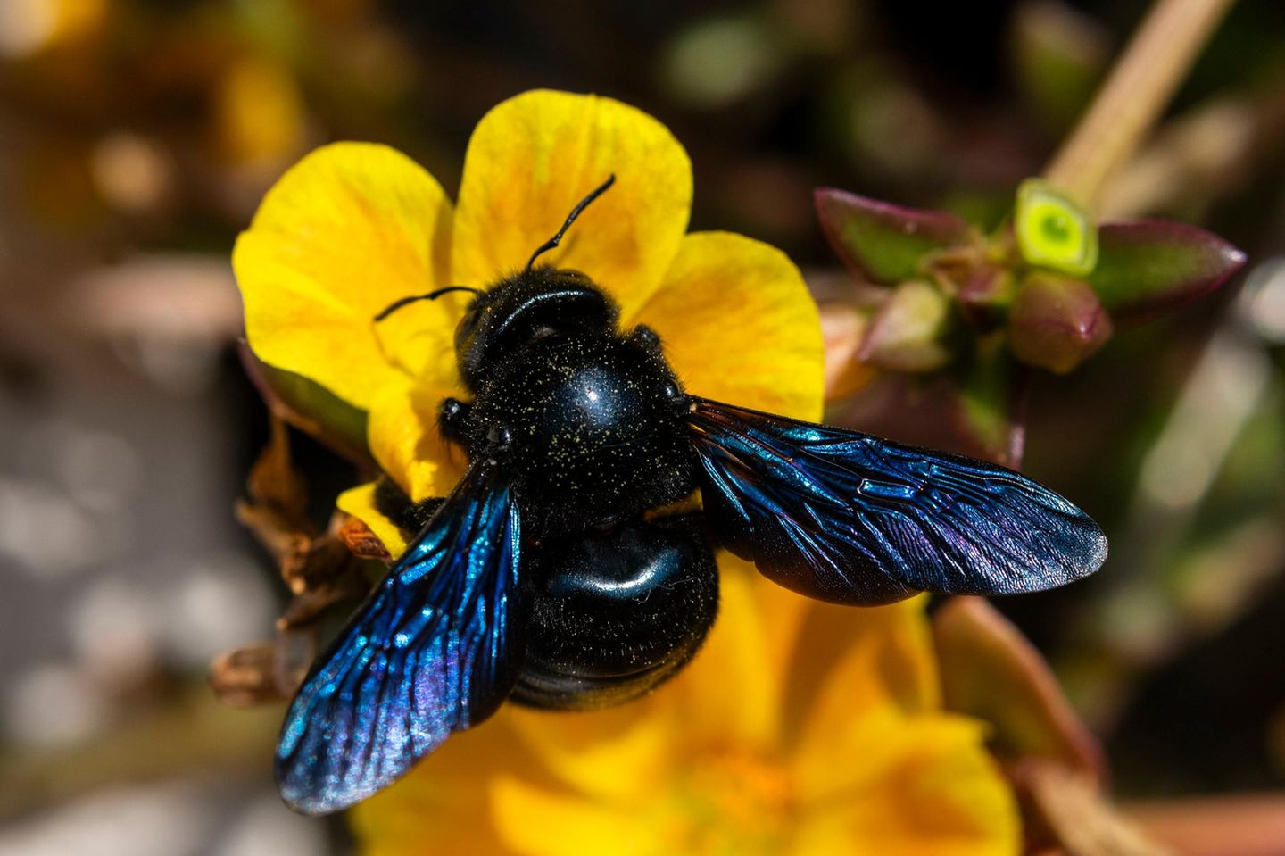 Die Blauschwarze Holzbiene wird wegen ihrer Größe von fast drei Zentimetern oft für eine Hummel gehalten. Sie brummt zwar respekteinflößend, ist aber ausgesprochen friedfertig. Besonders auffällig sind ihre blau schillernden Flügel und der metallisch-schwarz glänzende Panzer. Die "Wildbiene des Jahres" wählt der Arbeitskreis Wildbienen-Kataster Baden-Württemberg, eine Sektion des Entomologischen Vereins Stuttgart 1869 e.V. am Naturkundemuseum Stuttgart, unterstützt vom NABU Baden-Württemberg