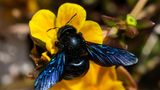 Die Blauschwarze Holzbiene wird wegen ihrer Größe von fast drei Zentimetern oft für eine Hummel gehalten. Sie brummt zwar respekteinflößend, ist aber ausgesprochen friedfertig. Besonders auffällig sind ihre blau schillernden Flügel und der metallisch-schwarz glänzende Panzer. Die "Wildbiene des Jahres" wählt der Arbeitskreis Wildbienen-Kataster Baden-Württemberg, eine Sektion des Entomologischen Vereins Stuttgart 1869 e.V. am Naturkundemuseum Stuttgart, unterstützt vom NABU Baden-Württemberg