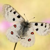 Mit seiner auffälligen Zeichnung gilt der Falter als Inbegriff einer ebenso attraktiven wie gefährdeten Spezies. Anfang der achtziger Jahre stand der Mosel-Apollo kurz vor der Ausrottung, weil per Hubschrauber große Mengen Insektengifte versprüht wurden. Dabei traf die Giftdusche meist nicht nur die Weinberge, sondern genauso die dazwischen liegenden Trockenrasen und Felshänge. Für die Schmetterlingsraupen war das der sichere Tod. Als einziger nicht-tropischer Schmetterling ist der Mosel-Apollo durch das Washingtoner Artenschutzübereinkommen CITES mit einem Handelsverbot belegt