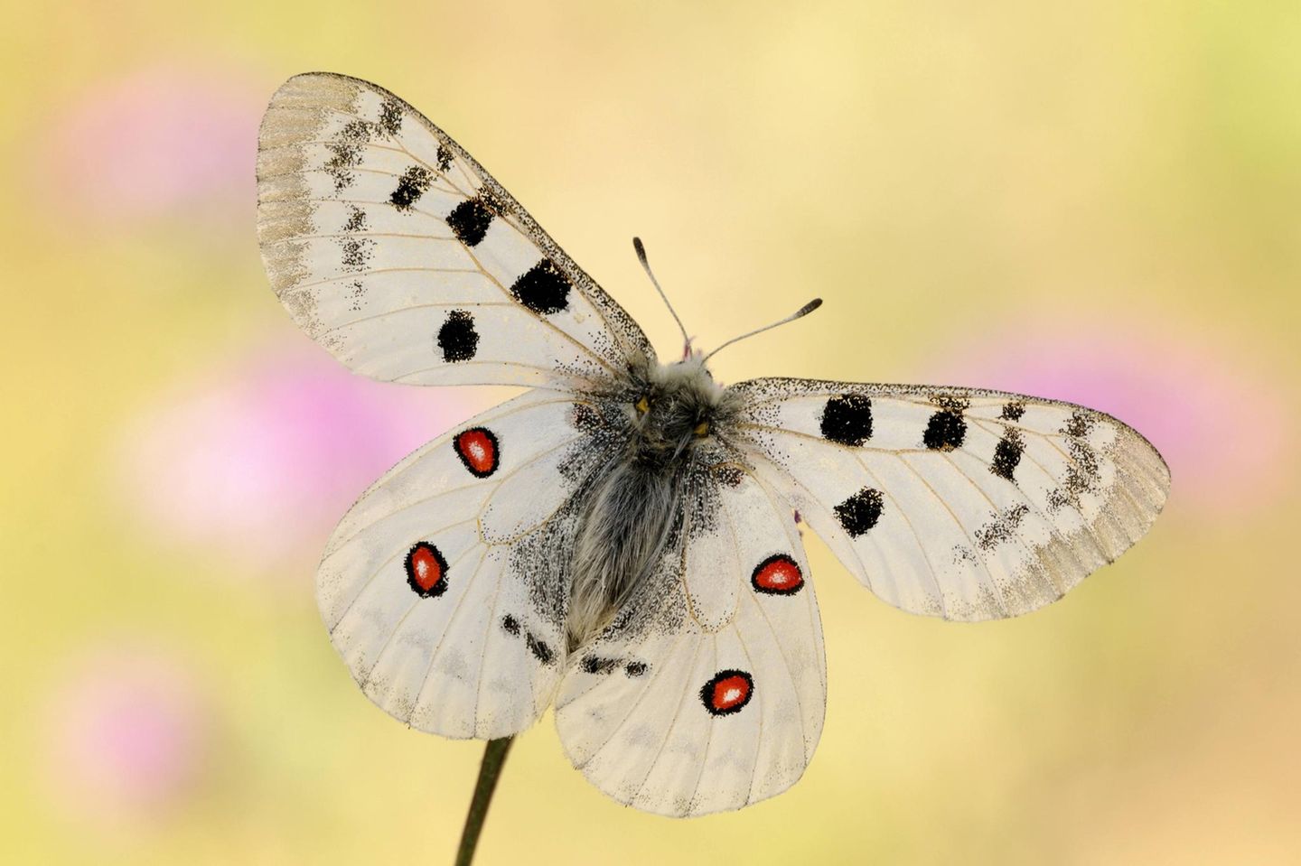 Schmetterling des Jahres: Mosel-Apollofalter Mit seiner auffälligen Zeichnung gilt der Falter als Inbegriff einer ebenso attraktiven wie gefährdeten Spezies. Anfang der achtziger Jahre stand der Mosel-Apollo kurz vor der Ausrottung, weil per Hubschrauber große Mengen Insektengifte versprüht wurden. Dabei traf die Giftdusche meist nicht nur die Weinberge, sondern genauso die dazwischen liegenden Trockenrasen und Felshänge. Für die Schmetterlingsraupen war das der sichere Tod. Als einziger nicht-tropischer Schmetterling ist der Mosel-Apollo durch das Washingtoner Artenschutzübereinkommen CITES mit einem Handelsverbot belegt