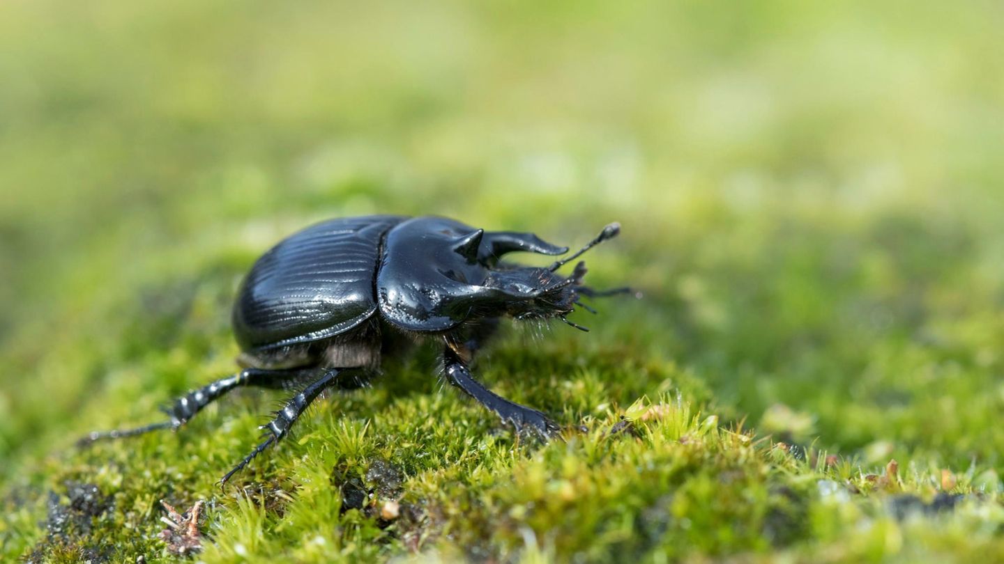 Insekt des Jahres: Stierkäfer Mit einer Körperlänge von bis zu zwei Zentimetern gehört der schwarz glänzende Stierkäfer zu den größeren Käferarten in Deutschland. Das imposante "Geweih" der Männchen besteht aus drei "Hörnern", von denen die beiden seitlichen den Kopf überragen können. Die Weibchen besitzen dagegen einen schmalen Kiel und außen jeweils einen kleinen Höcker. Der Stierkäfer ist in Deutschland nicht gefährdet. Allerdings schrumpft sein Lebensraum: sandige Heiden und lichte Kiefernwälder