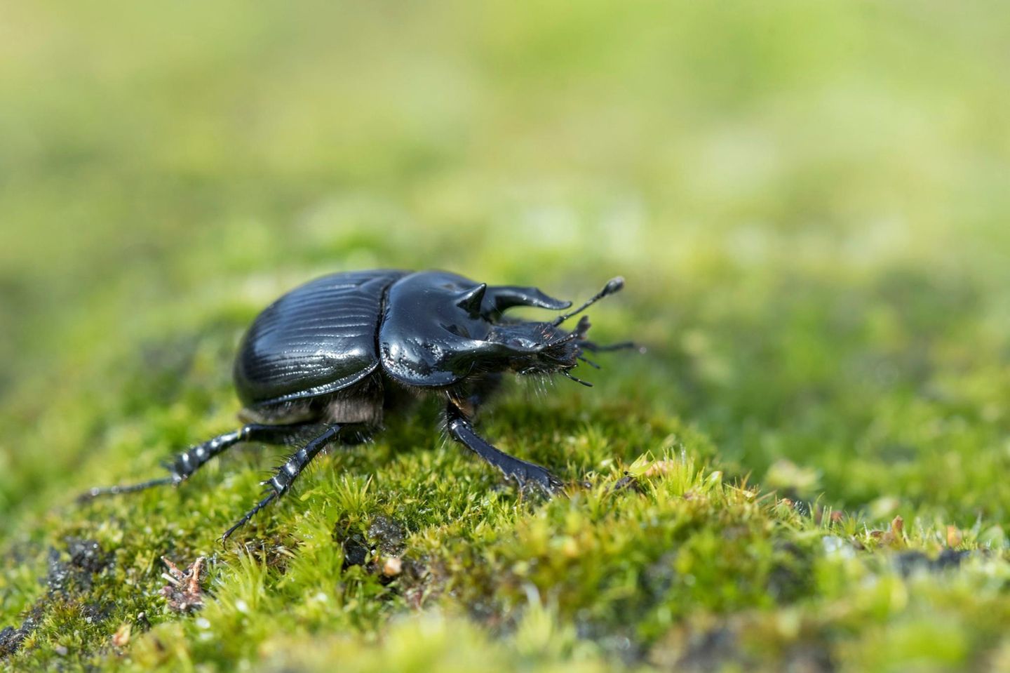 Mit einer Körperlänge von bis zu zwei Zentimetern gehört der schwarz glänzende Stierkäfer zu den größeren Käferarten in Deutschland. Das imposante "Geweih" der Männchen besteht aus drei "Hörnern", von denen die beiden seitlichen den Kopf überragen können. Die Weibchen besitzen dagegen einen schmalen Kiel und außen jeweils einen kleinen Höcker. Der Stierkäfer ist in Deutschland nicht gefährdet. Allerdings schrumpft sein Lebensraum: sandige Heiden und lichte Kiefernwälder   