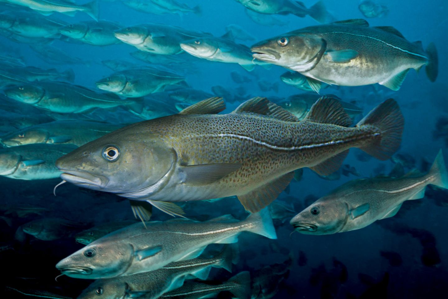 Fisch des Jahres: Dorsch Der Dorsch wird durchschnittlich etwa einen Meter lang, mehr als 40 Kilogramm schwer und bis zu 25 Jahre alt. In der Nordsee und im nördlichen Pazifik auch Kabeljau genannt, war der Fisch bis vor wenigen Jahrzehnten überall häufig. Durch Überfischung, Lebensraumverlust und Klimawandel sind die Bestände heute jedoch teilweise stark bedroht