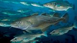 Der Dorsch wird durchschnittlich etwa einen Meter lang, mehr als 40 Kilogramm schwer und bis zu 25 Jahre alt. In der Nordsee und im nördlichen Pazifik auch Kabeljau genannt, war der Fisch bis vor wenigen Jahrzehnten überall häufig. Durch Überfischung, Lebensraumverlust und Klimawandel sind die Bestände heute jedoch teilweise stark bedroht