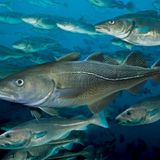 Der Dorsch wird durchschnittlich etwa einen Meter lang, mehr als 40 Kilogramm schwer und bis zu 25 Jahre alt. In der Nordsee und im nördlichen Pazifik auch Kabeljau genannt, war der Fisch bis vor wenigen Jahrzehnten überall häufig. Durch Überfischung, Lebensraumverlust und Klimawandel sind die Bestände heute jedoch teilweise stark bedroht