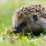 Igel sind All-time-Sympathieträger. Mit der Wahl zum "Wildtier des Jahres" will die Deutsche Wildtier Stiftung auf ihre Gefährdung aufmerksam machen: Siedlungen und Straßenbau schränken ihren Lebensraum ein, auf Straßen kommen jährlich Hunderttausende zu Tode. Und obwohl es in Städten bis zu neunmal mehr Igel gibt als auf dem Land, fehlt es auch in Gärten häufig an Unterschlupfmöglichkeiten und Nahrung
