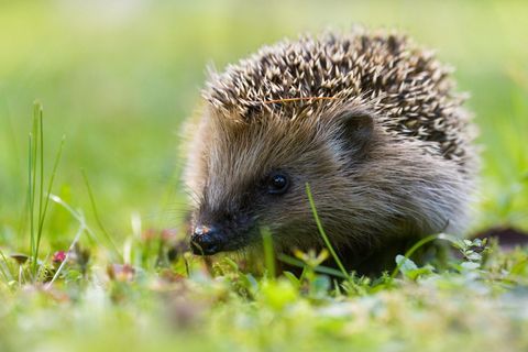 Igel sind All-time-Sympathieträger. Mit der Wahl zum "Wildtier des Jahres" will die Deutsche Wildtier Stiftung auf ihre Gefährdung aufmerksam machen: Siedlungen und Straßenbau schränken ihren Lebensraum ein, auf Straßen kommen jährlich Hunderttausende zu Tode. Und obwohl es in Städten bis zu neunmal mehr Igel gibt als auf dem Land, fehlt es auch in Gärten häufig an Unterschlupfmöglichkeiten und Nahrung