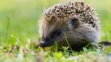 Igel sind All-time-Sympathieträger. Mit der Wahl zum "Wildtier des Jahres" will die Deutsche Wildtier Stiftung auf ihre Gefährdung aufmerksam machen: Siedlungen und Straßenbau schränken ihren Lebensraum ein, auf Straßen kommen jährlich Hunderttausende zu Tode. Und obwohl es in Städten bis zu neunmal mehr Igel gibt als auf dem Land, fehlt es auch in Gärten häufig an Unterschlupfmöglichkeiten und Nahrung