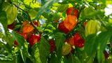 Aussaat im Januar: Chili