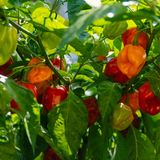 Aussaat im Januar: Chili