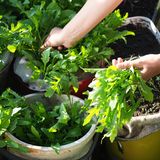 Aussaat im Januar: Rucola