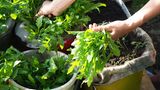 Aussaat im Januar: Rucola