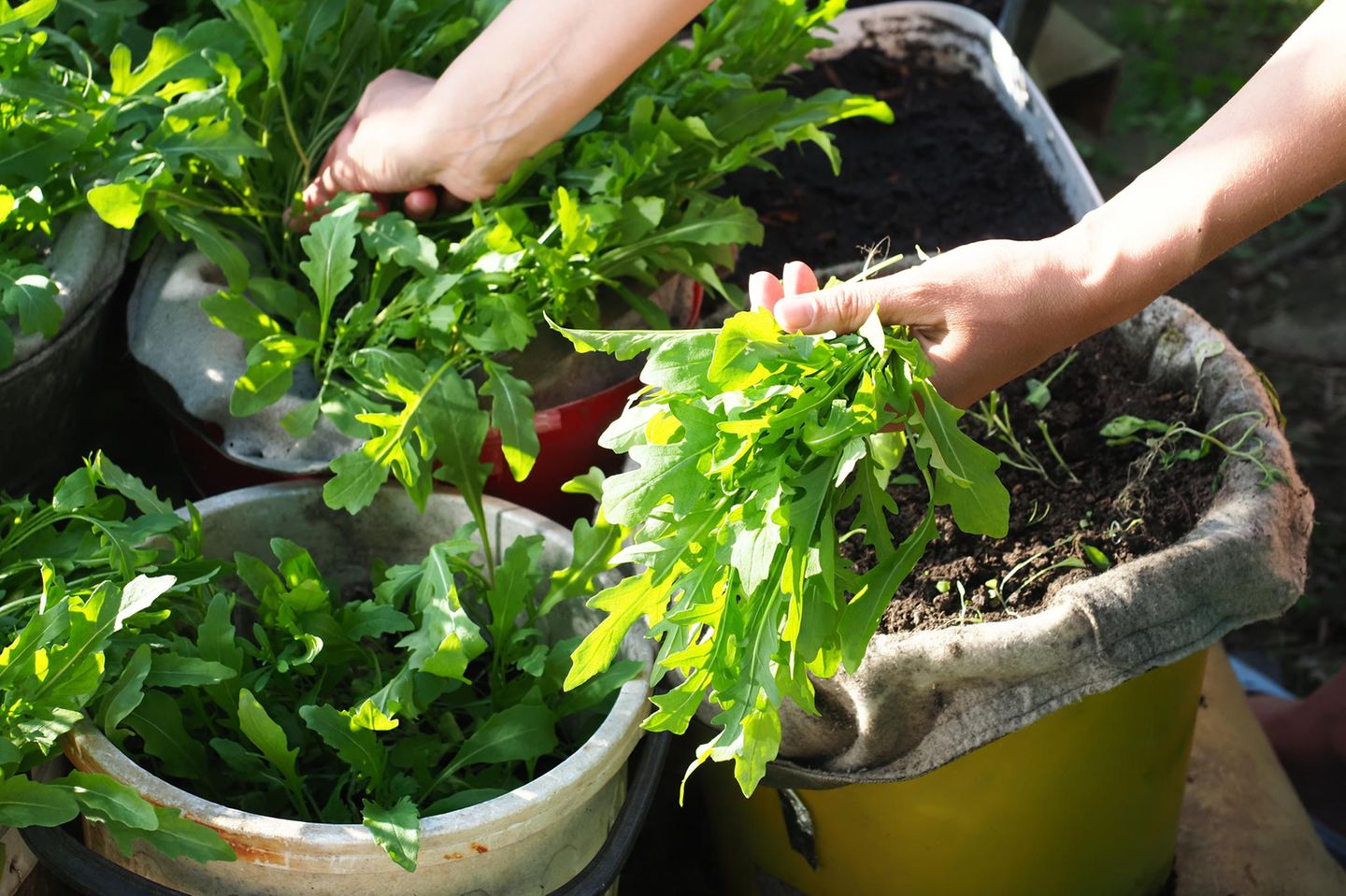 Rucola ganzjährig anbauen Aussaat im Januar: Rucola