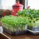 Aussaat im Januar: Kresse