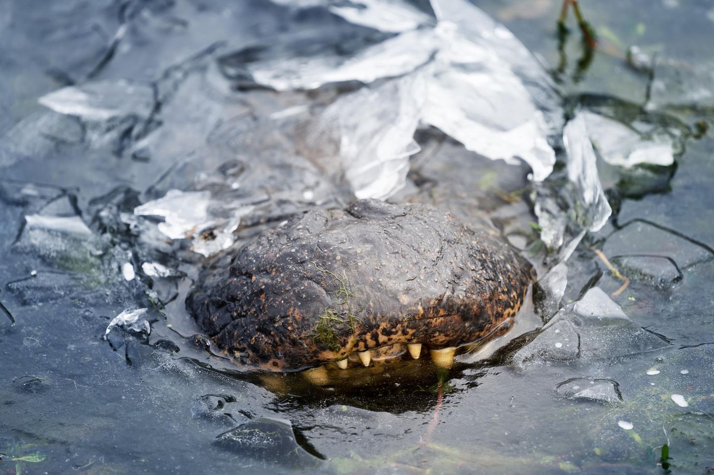 Eingefroren im See Winters kann es auch in Texas eiskalt werden: Alligatoren nehmen die Herausforderung recht gelassen hin. Sie fallen in eine Art Starre, ihr Puls sinkt, der Stoffwechsel fährt herunter. Manche Alligatoren lassen sich gleich ganz in ihrem Heimatsumpf einfrieren. Hauptsache die Nasenlöcher ragen aus dem Eispanzer. Denn auch wenn sie ihre Atmung drastisch reduzieren – ein wenig frische Luft brauchen sie doch