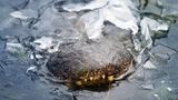 Winters kann es auch in Texas eiskalt werden: Alligatoren nehmen die Herausforderung recht gelassen hin. Sie fallen in eine Art Starre, ihr Puls sinkt, der Stoffwechsel fährt herunter. Manche Alligatoren lassen sich gleich ganz in ihrem Heimatsumpf einfrieren. Hauptsache die Nasenlöcher ragen aus dem Eispanzer. Denn auch wenn sie ihre Atmung drastisch reduzieren – ein wenig frische Luft brauchen sie doch