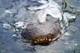 Winters kann es auch in Texas eiskalt werden: Alligatoren nehmen die Herausforderung recht gelassen hin. Sie fallen in eine Art Starre, ihr Puls sinkt, der Stoffwechsel fährt herunter. Manche Alligatoren lassen sich gleich ganz in ihrem Heimatsumpf einfrieren. Hauptsache die Nasenlöcher ragen aus dem Eispanzer. Denn auch wenn sie ihre Atmung drastisch reduzieren – ein wenig frische Luft brauchen sie doch