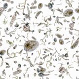 Geißeltierchen sind Einzeller mit länglichen Anhängseln zur Fortbewegung oder zur Nahrungsaufnahme, daher der Name. Was die Gattung der Cafeteria-Geißeltierchen mit Kaffee zu tun hat, erklärt die Deutsche Gesellschaft für Protozoologie so: Der Name entstand, als zwei Zoologen beim Kaffeetrinken in der Cafeteria über ihre Entdeckungen fachsimpelten. Eine Art habe tatsächlich einer Kaffeetasse geähnelt. Die Einzeller, die sich von Bakterien ernähren, leben in der Atacama-Wüste ebenso wie 8000 Meter unter der Meeresoberfläche   