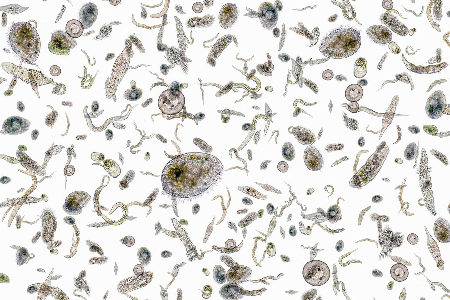 Geißeltierchen sind Einzeller mit länglichen Anhängseln zur Fortbewegung oder zur Nahrungsaufnahme, daher der Name. Was die Gattung der Cafeteria-Geißeltierchen mit Kaffee zu tun hat, erklärt die Deutsche Gesellschaft für Protozoologie so: Der Name entstand, als zwei Zoologen beim Kaffeetrinken in der Cafeteria über ihre Entdeckungen fachsimpelten. Eine Art habe tatsächlich einer Kaffeetasse geähnelt. Die Einzeller, die sich von Bakterien ernähren, leben in der Atacama-Wüste ebenso wie 8000 Meter unter der Meeresoberfläche   