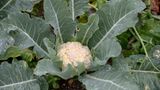 Aussaat im Januar: Blumenkohl