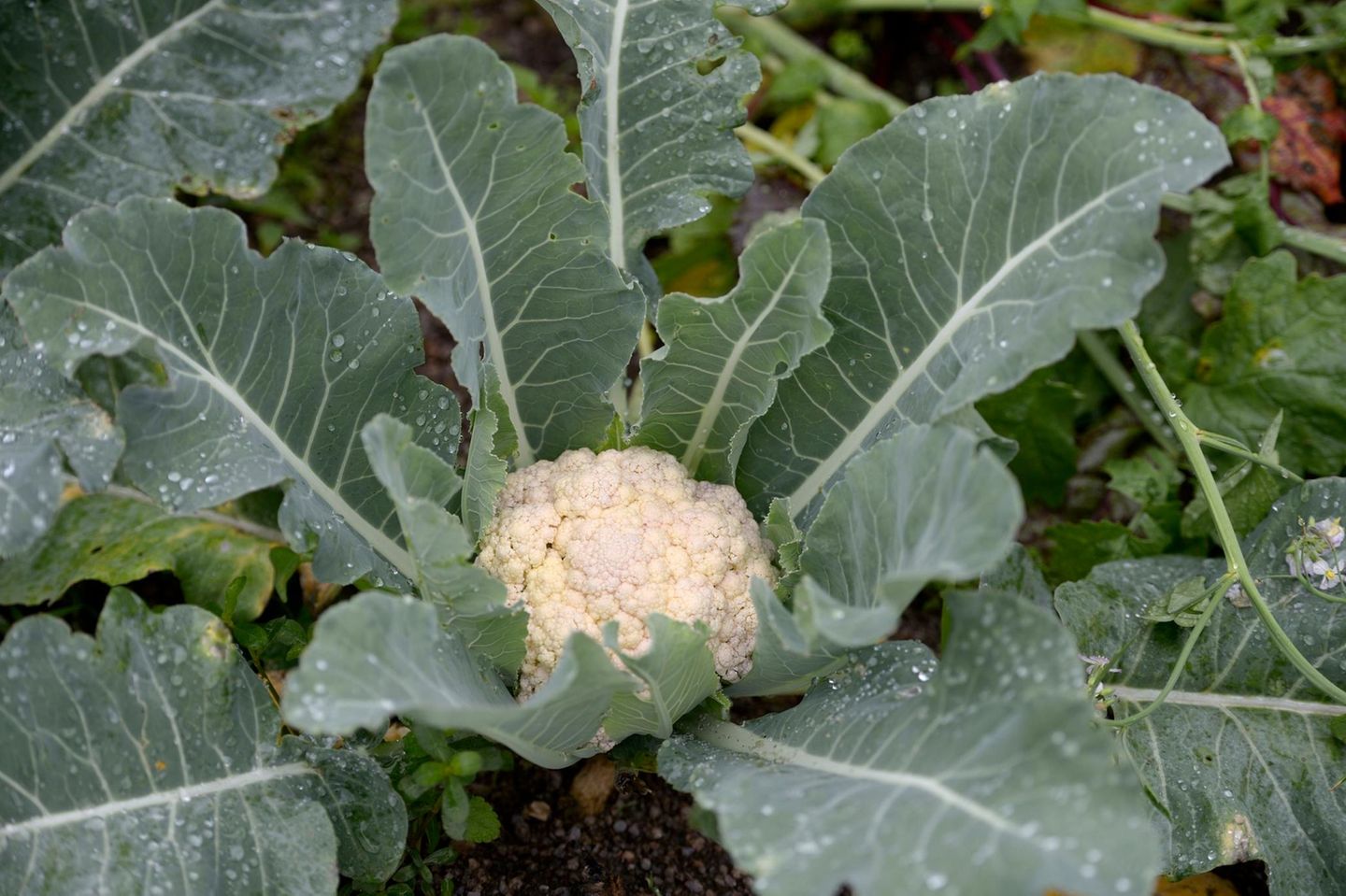 Aussaat im Januar: Blumenkohl