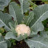 Aussaat im Januar: Blumenkohl